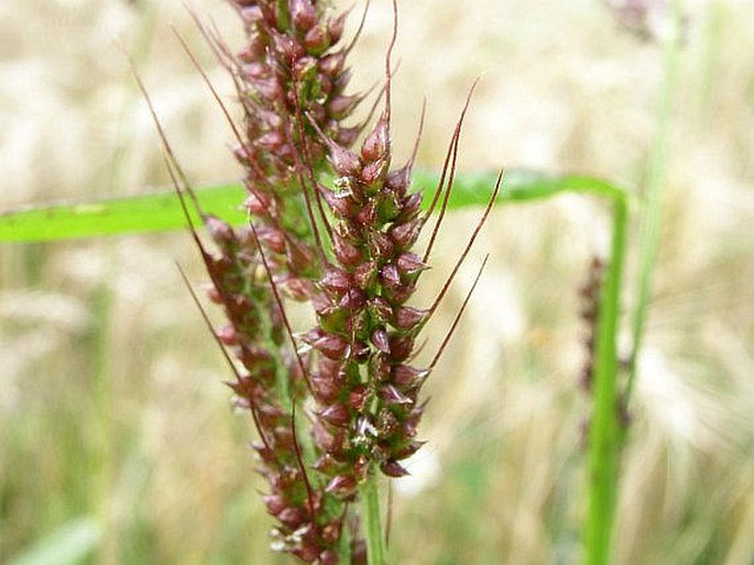 ECHINOCHLOA CRUS-GALLI (L.) P. B. – ježatka kuří noha / ježatka kuria