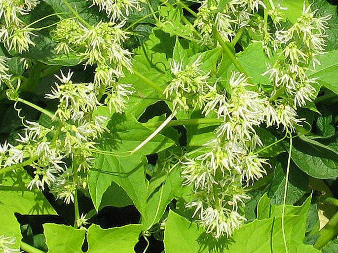 ECHINOCYSTIS LOBATA (Michx.) Torrey et A. Gray - štětinec laločnatý / ježatec laločnatý