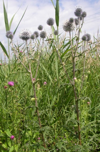 Echinops sphaerocephalus