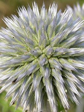 Echinops sphaerocephalus