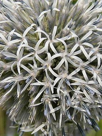 Echinops sphaerocephalus