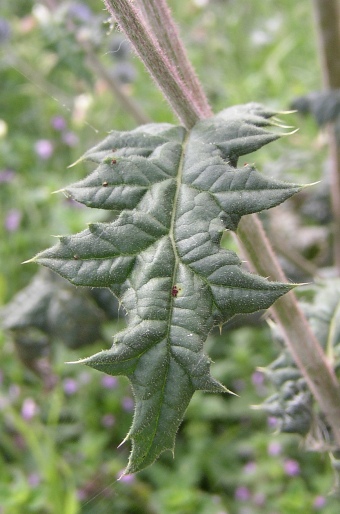 Echinops sphaerocephalus