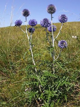 Echinops ritro subsp. ruthenicus