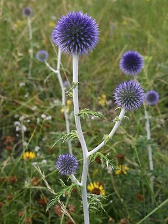 Echinops ritro subsp. ruthenicus