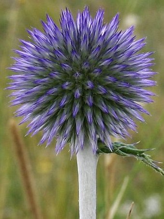 Echinops ritro subsp. ruthenicus