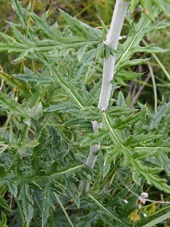 Echinops ritro subsp. ruthenicus