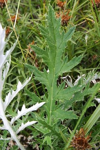 Echinops ritro subsp. ruthenicus