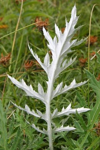 Echinops ritro subsp. ruthenicus