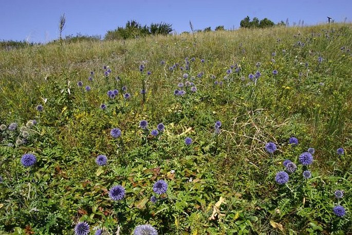 Echinops ritro subsp. ruthenicus