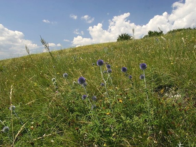 Echinops ritro subsp. ruthenicus