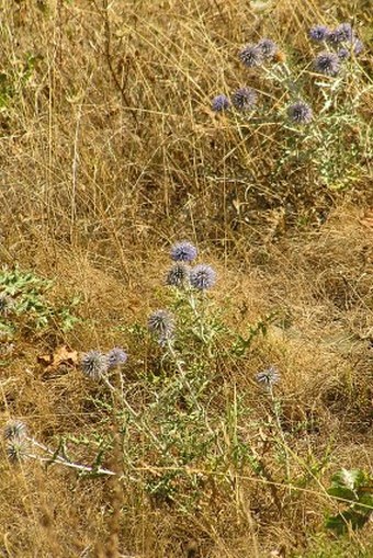 Echinops ritro subsp. ritro