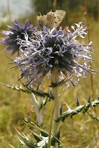 Echinops ritro subsp. ritro