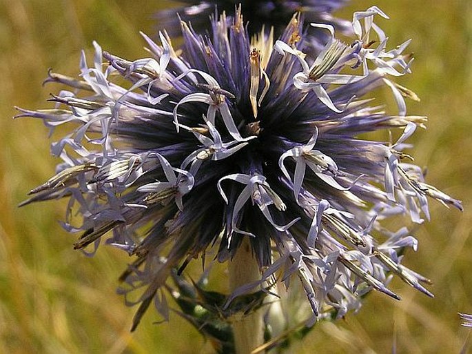 Echinops ritro subsp. ritro