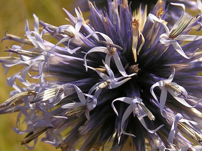 Echinops ritro subsp. ritro