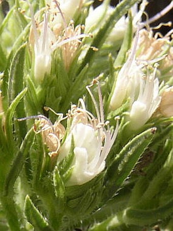 Echium aculeatum