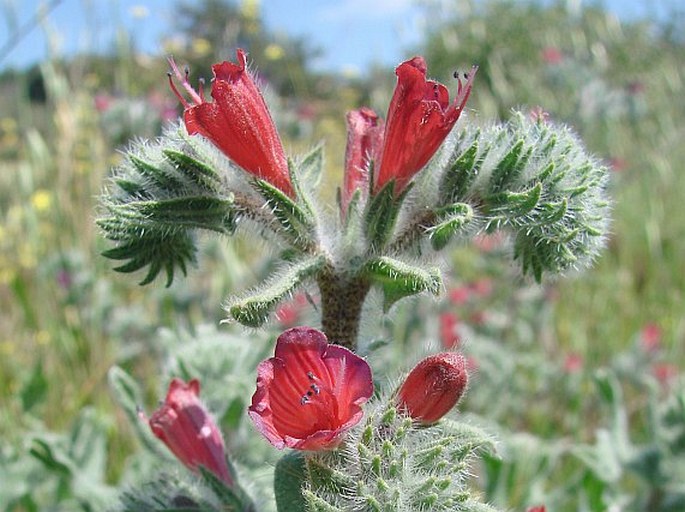 ECHIUM ANGUSTIFOLIUM Mill. – hadinec