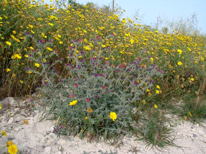 Echium angustifolium