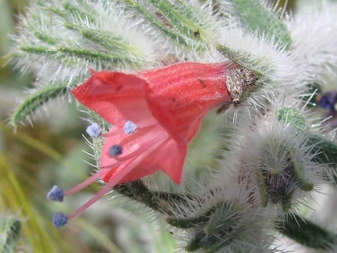 Echium angustifolium