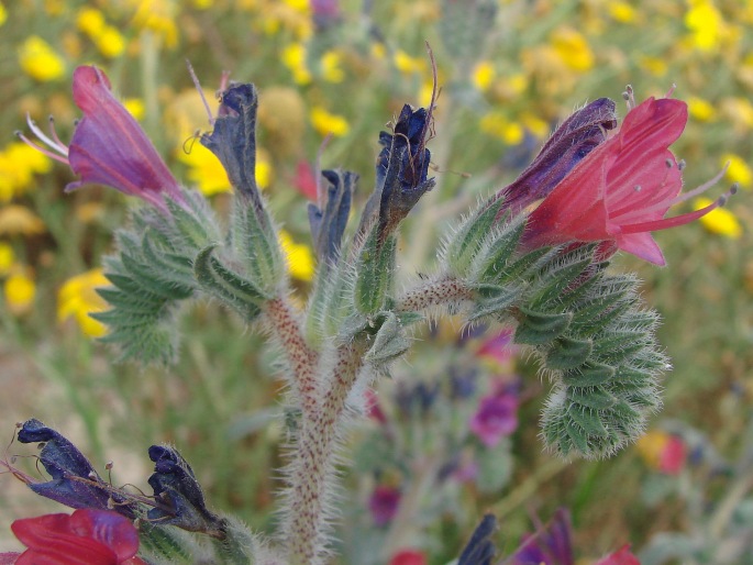 Echium angustifolium