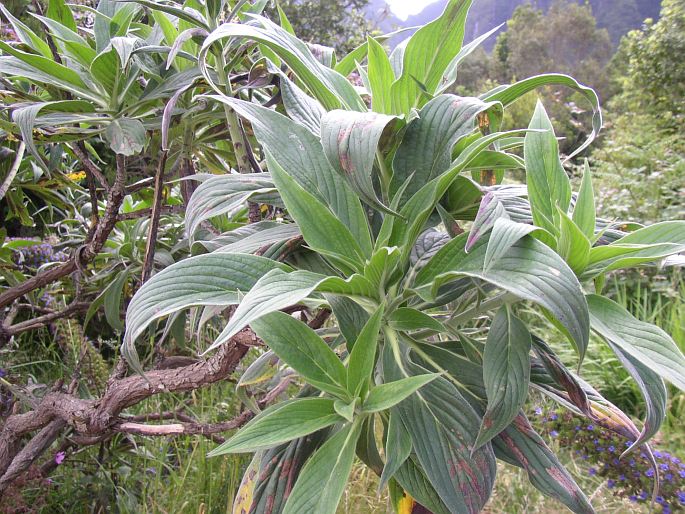 Echium candicans