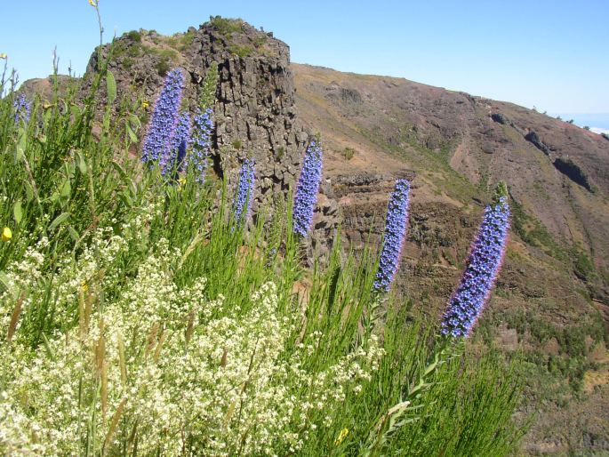 ECHIUM CANDICANS L. f. – hadinec