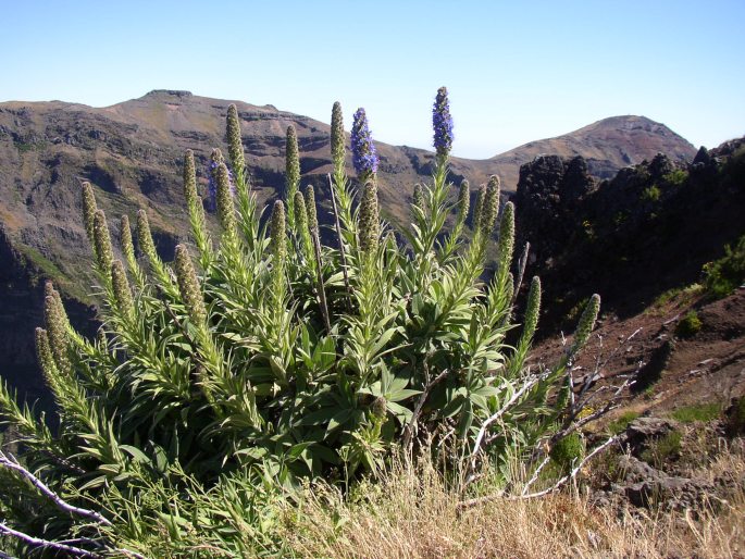 Echium candicans