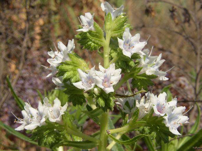 ECHIUM DECAISNEI Webb et Berthel. – hadinec