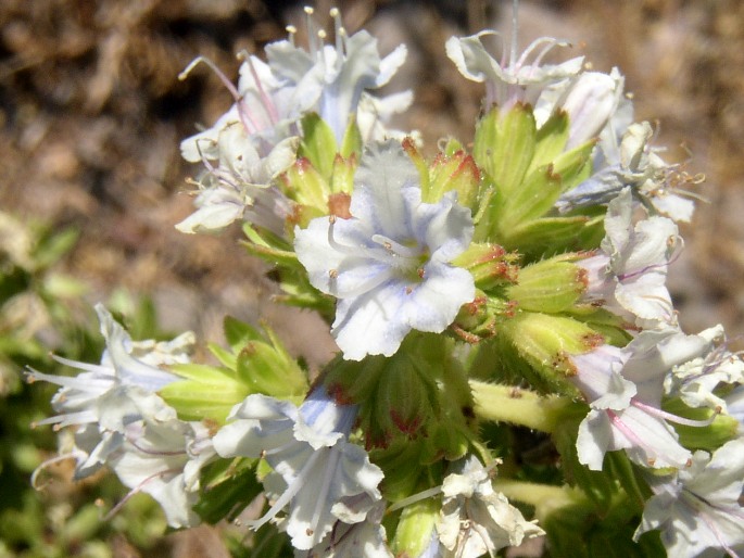 Echium decaisnei