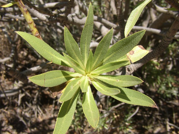 Echium decaisnei