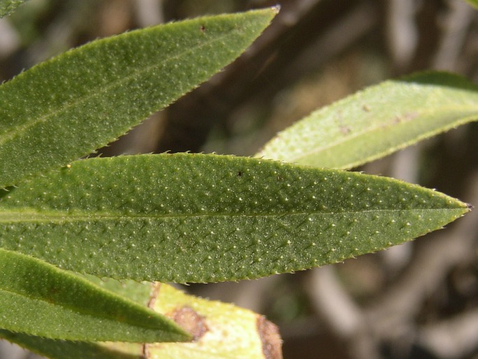 Echium decaisnei