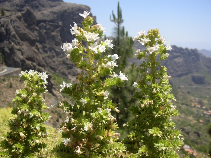 Echium decaisnei