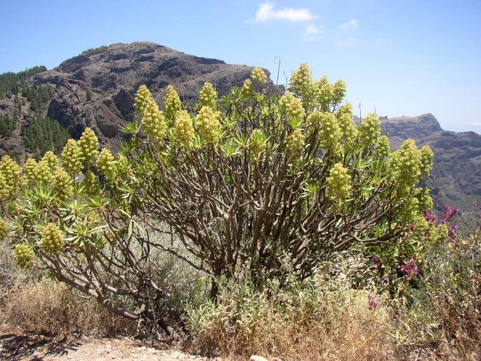 Echium decaisnei