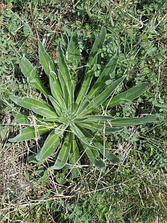 Echium italicum