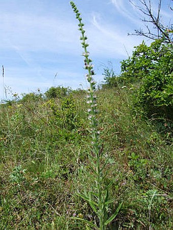 Echium italicum