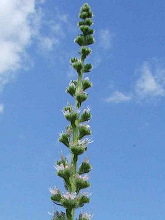 Echium italicum