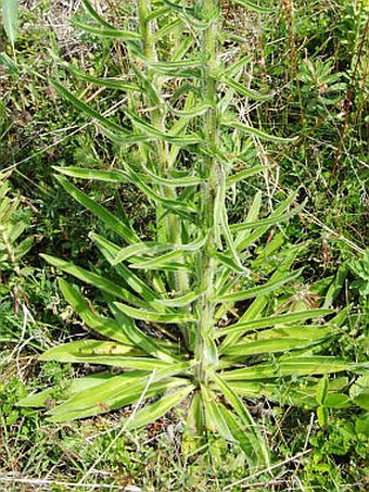 Echium italicum