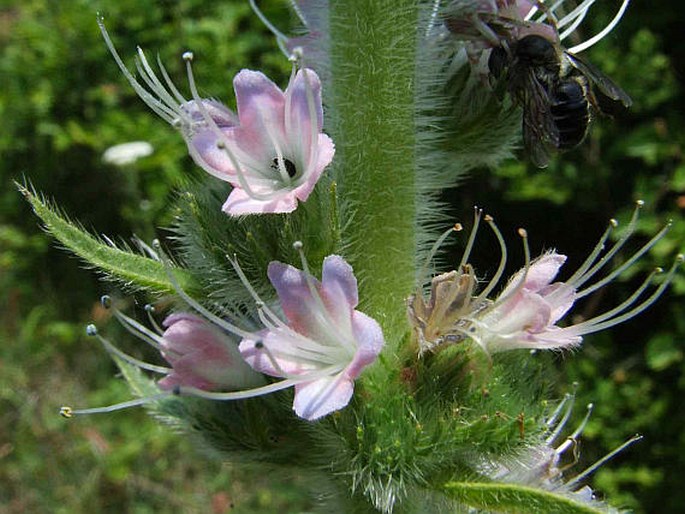 ECHIUM ITALICUM L. – hadinec italský / hadinec taliansky