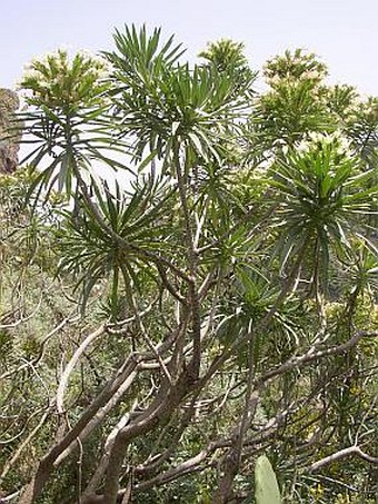 Echium leucophaeum