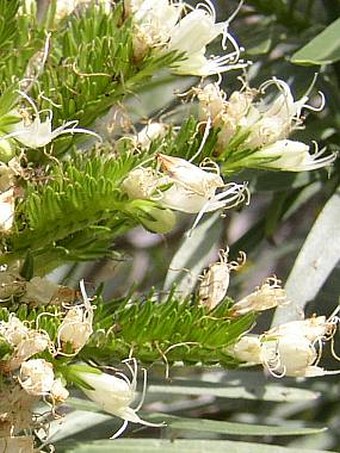 Echium leucophaeum