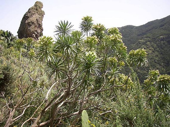 Echium leucophaeum