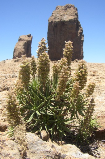 Echium onosmifolium