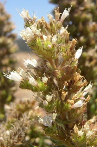 Echium onosmifolium