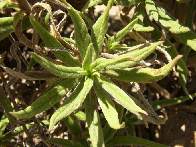 Echium onosmifolium