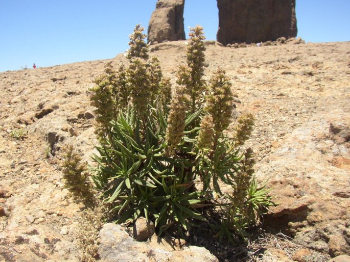 ECHIUM ONOSMIFOLIUM Webb et Berthel. – hadinec