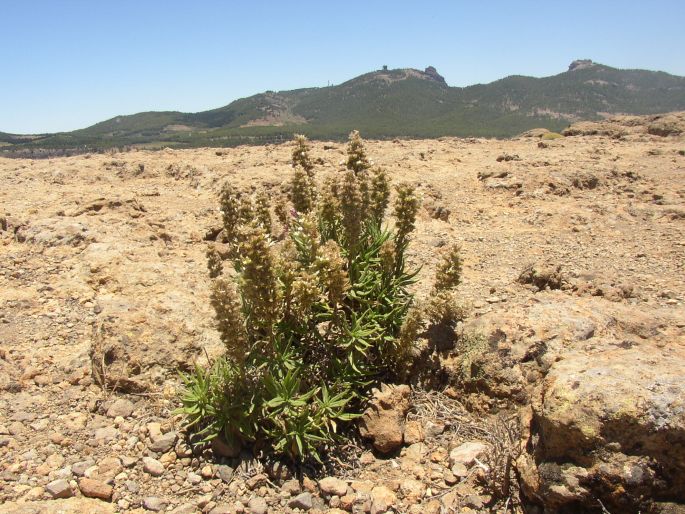 Echium onosmifolium