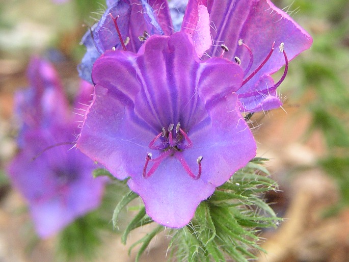 ECHIUM PLANTAGINEUM L. – hadinec jitrocelovitý