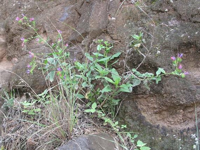 Echium stenosiphon