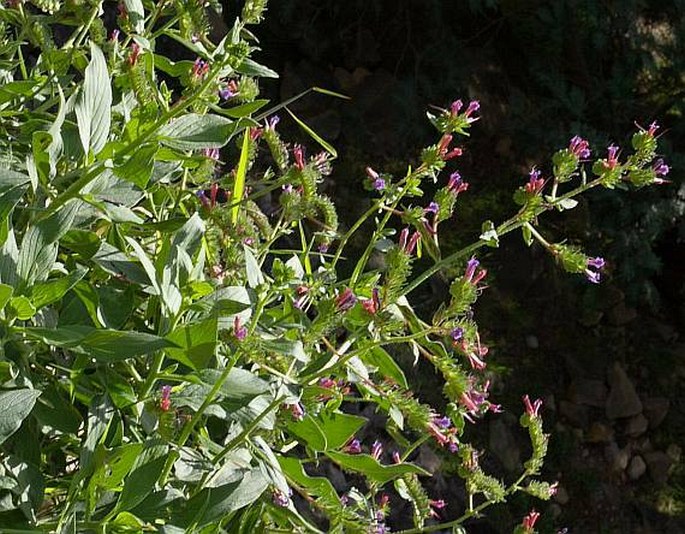 Echium stenosiphon