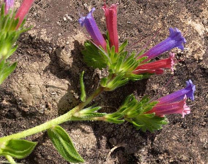 Echium stenosiphon