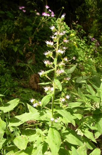 Echium strictum